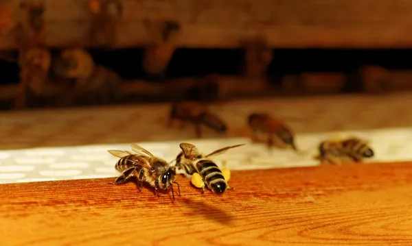 Abejas en la entrada . —  Fotos de Stock