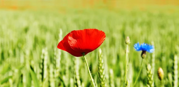 Onkruid bloemen op het land. — Stockfoto