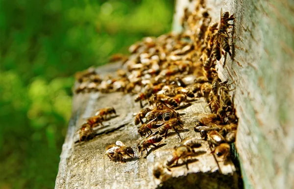 Bienen am Eingang. — Stockfoto