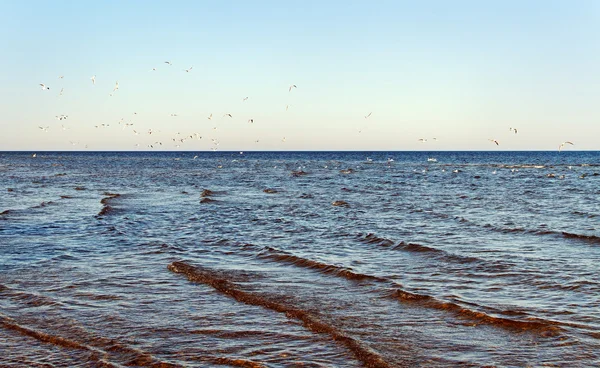 Kuşları ve deniz. — Stok fotoğraf