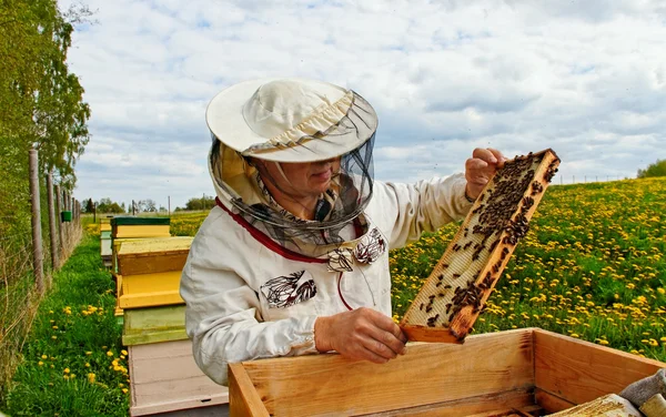 Pracy pszczelarzy. — Zdjęcie stockowe