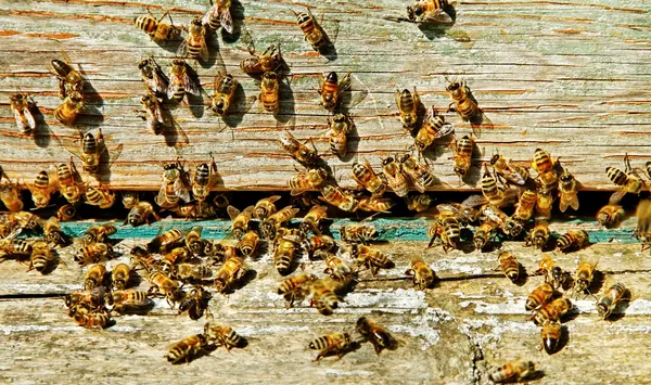 Pszczoły przy wejściu. — Zdjęcie stockowe