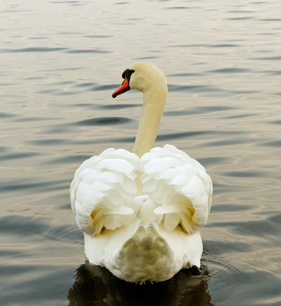 Svan på vattnet. — Stockfoto