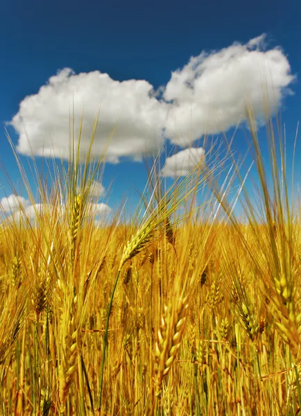 Belle nuvole sopra il campo . — Foto Stock