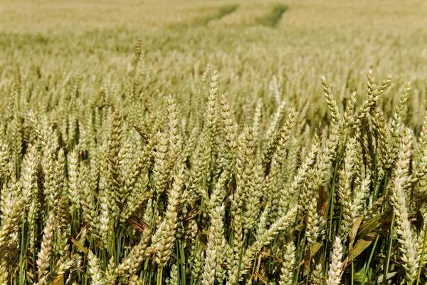 Ladang gandum. — Stok Foto
