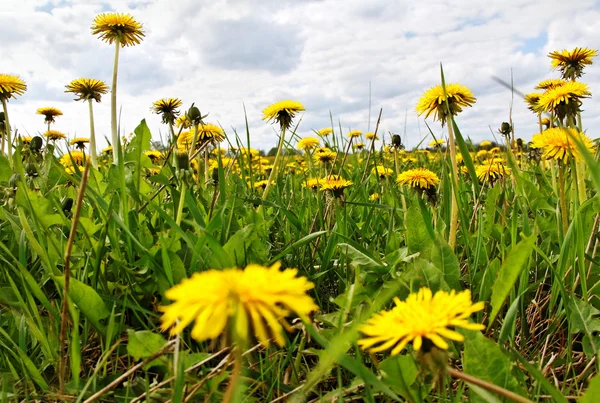 Yellow dandelions. Royalty Free Stock Photos