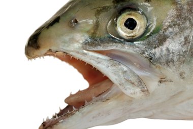 Somon doğal başkanı.