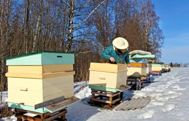 apiarist kış sezonu.