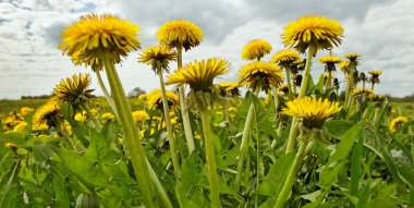weiland met paardebloemen.