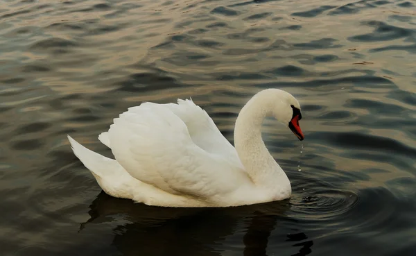 Drinking swan. — Stock Photo, Image