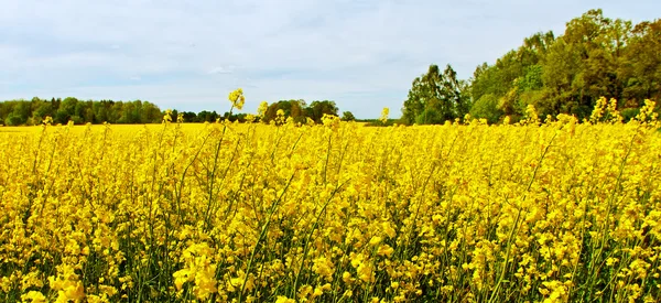 Rapsfält. — Stockfoto