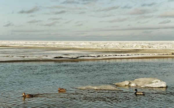 Våren. — Stockfoto