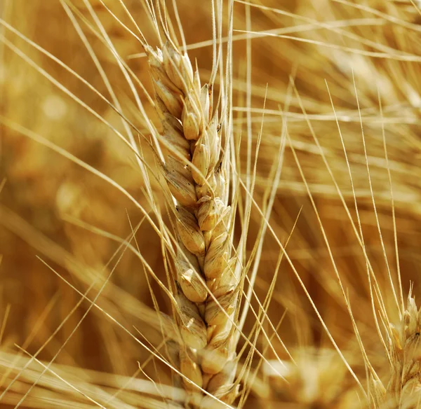 Ready wheat. — Stock Photo, Image