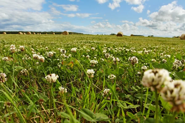 Paisagem. — Fotografia de Stock