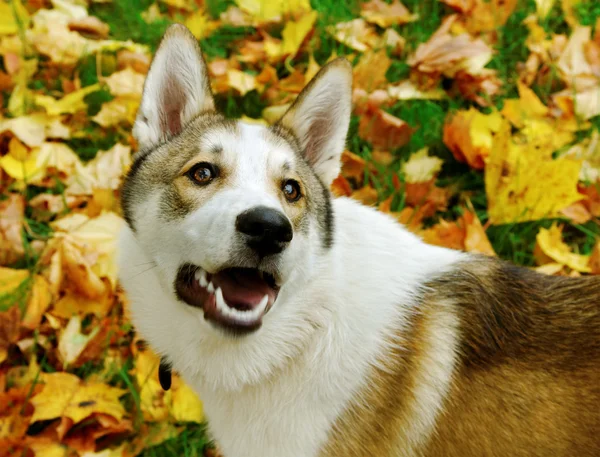 Laika. — Stockfoto