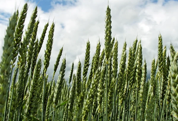 Cereal field. — Stock Photo, Image