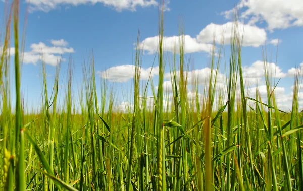 Groene granen. — Stockfoto