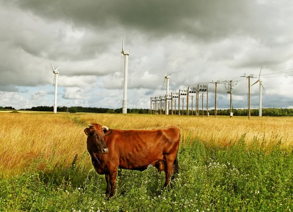 Cow on the field. — Stock Photo, Image