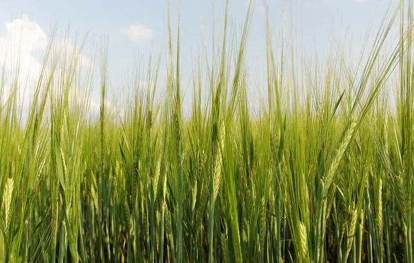 Yeşil arpa alan.