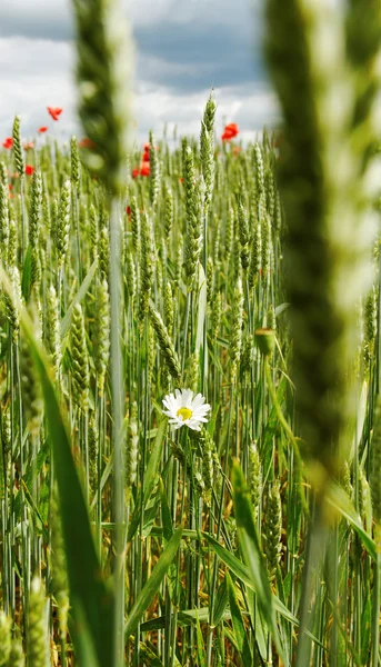 Campo de trigo. — Foto de Stock