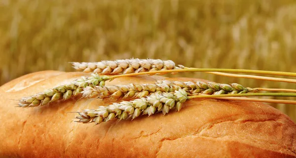 Chléb a pole. — Stock fotografie