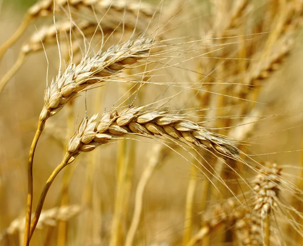 Ready wheat. — Stock Photo, Image