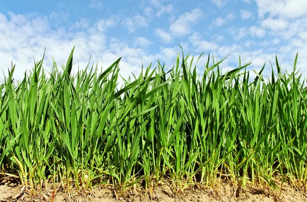 天然小麦生长. — 图库照片