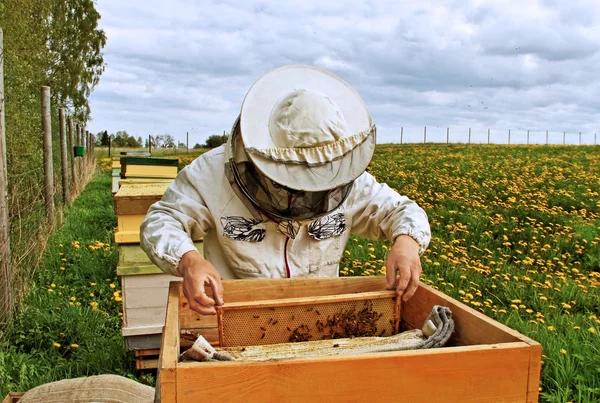 Werken apiarist. — Stockfoto