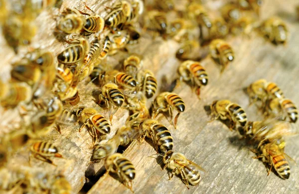 Včely v úlu vchod. — Stock fotografie