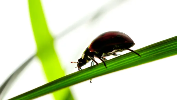 Ladybird on the grass. — Stock Photo, Image