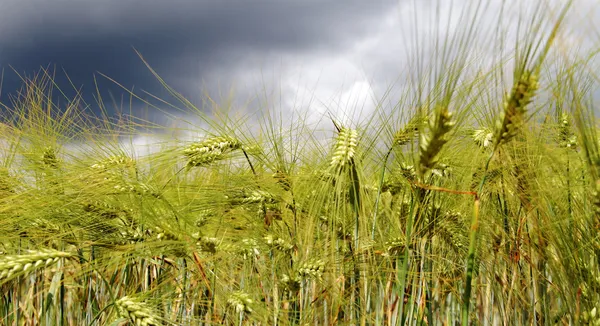 Barley field. — Stock Photo, Image