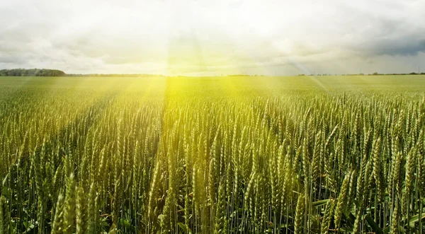 Sole sopra il campo . — Foto Stock