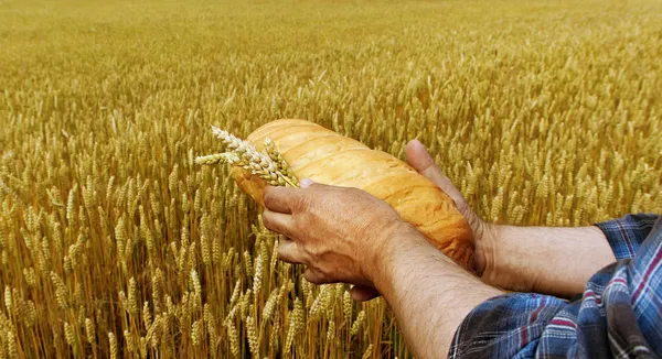 Bread and field. — Stock Photo, Image