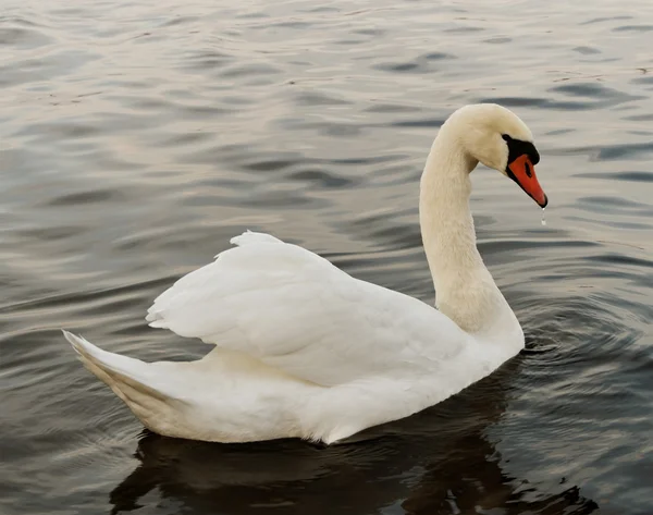 Svan på vattnet. — Stockfoto