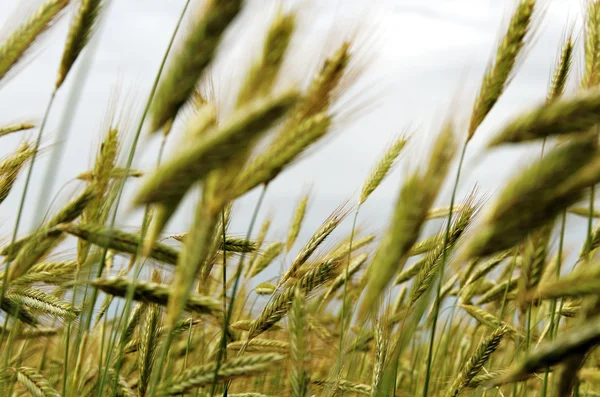 Campo de cereales . — Foto de Stock