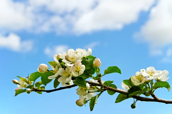 Blossom apple branch. — Stock Photo, Image