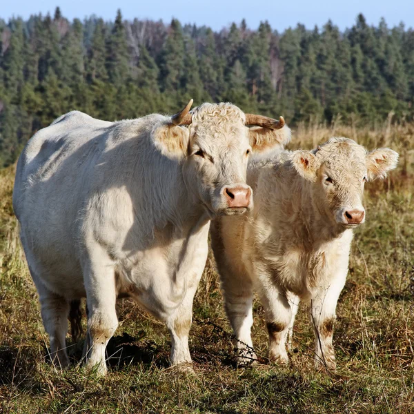 Корова и теленок . — стоковое фото