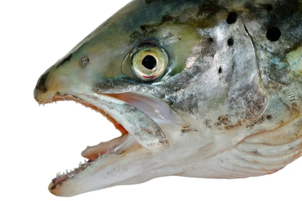 Přírodní hlava lososa. — Stock fotografie