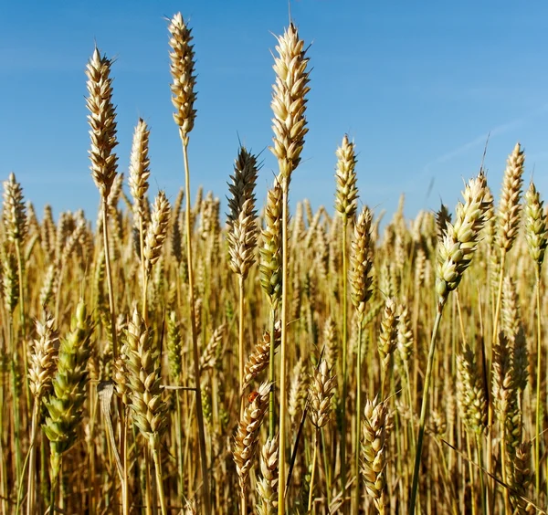 Campo de trigo. — Fotografia de Stock