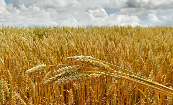 Punte di grano . — Foto Stock