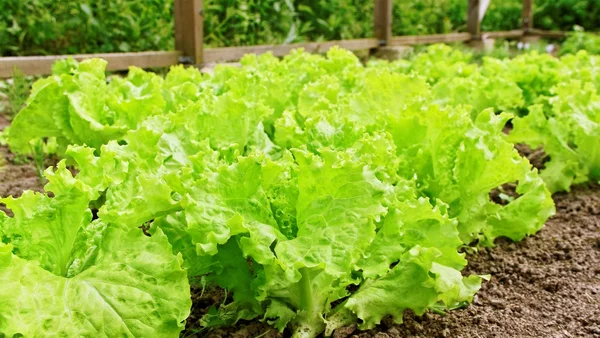 Lettuce in a greenhouse. — Stock Photo, Image