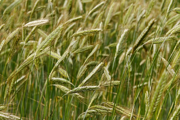 Cultivated land. — Stock Photo, Image