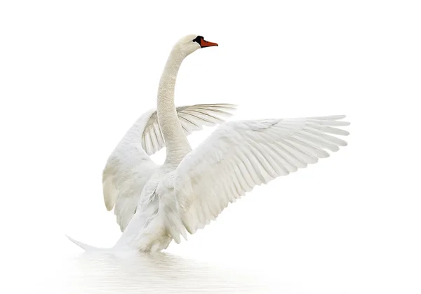 Zwaan op het water. — Stockfoto