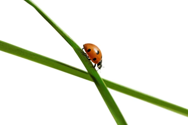 Ladybud na trávu. — Stock fotografie