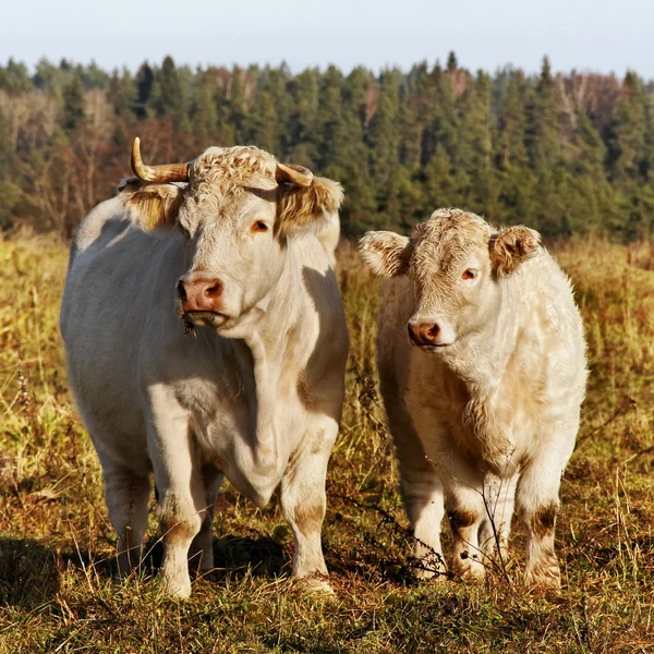 Vaca y ternero . — Foto de Stock