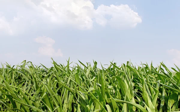 Cultivo de maíz . — Foto de Stock