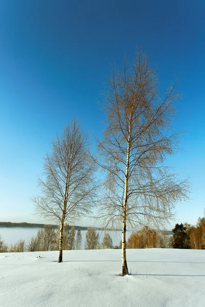 Första snön. — Stockfoto