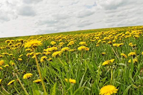 Meadow with dandelions. — Stock Photo, Image