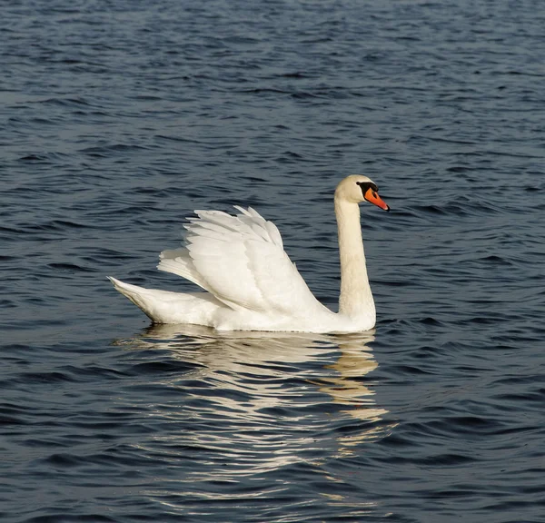 Witte zwaan op het water. — Stockfoto