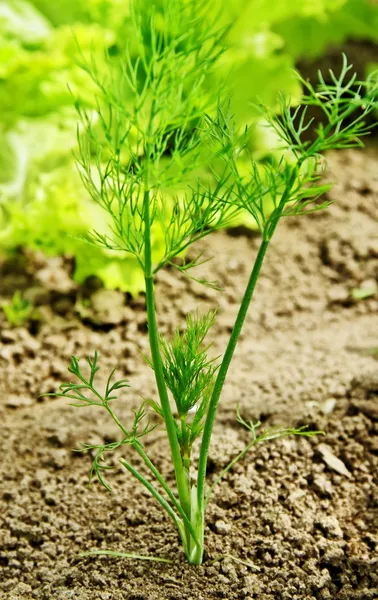 Dill and lettuce. — Stock Photo, Image